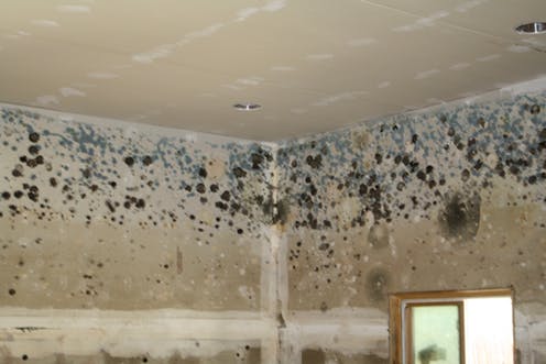 Mold Inspection